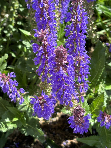 Steppensalbei mit Blüte ; Einsatz: Naturgarten ; Pluspunkt: lange Blütezeit;;günstig mit Qualität