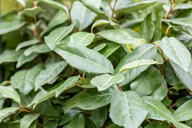 Elaeagnus ebbingei , erhältlich von 40-60 bis 125-150 cm ;;ab 35,60 Euro