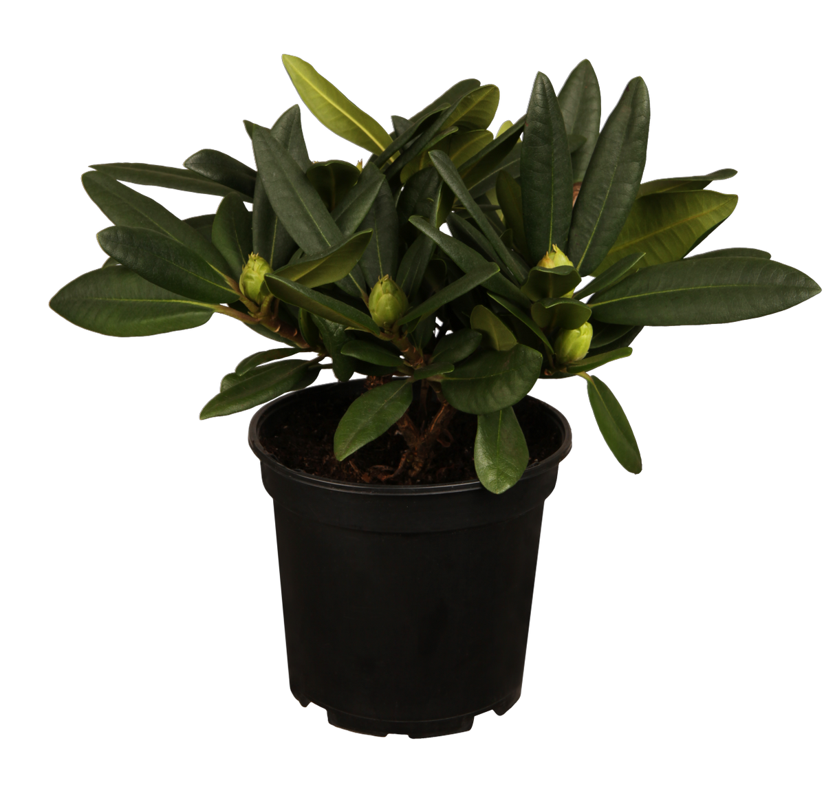 Rhododendron Hybr. 'Ariane' im Topf, erhältlich von 25-30 bis 60-70 cm ;;ab 35,60 Euro