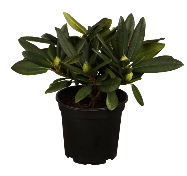 Rhododendron Hybr. 'Ariane' im Topf, erhältlich von 25-30 bis 60-70 cm ;;ab 35,60 Euro