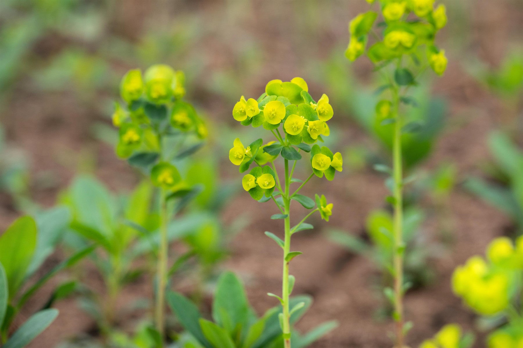 Euphorbia amygdaloides 'Purpurea' (Mandelblättrige Garten-Wolfsmilch)