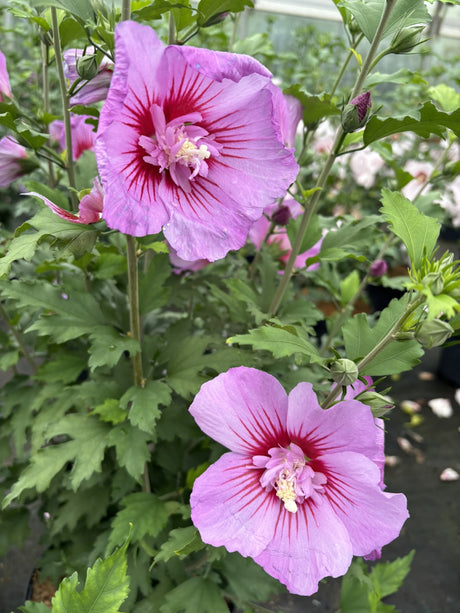 Hibiscus syriacus 'Russian Violet' mit Blüte, erhältlich von 40-60 bis 200-250 cm ;;ab 24,60 Euro