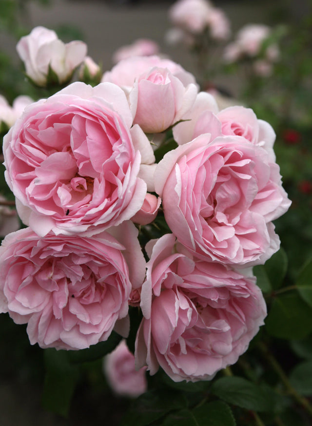 Rosa 'Cinderella' STR mit Blüte ;;ab 10,90 Euro