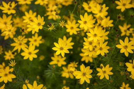 Coreopsis verticillata ;;ab 4,05 Euro