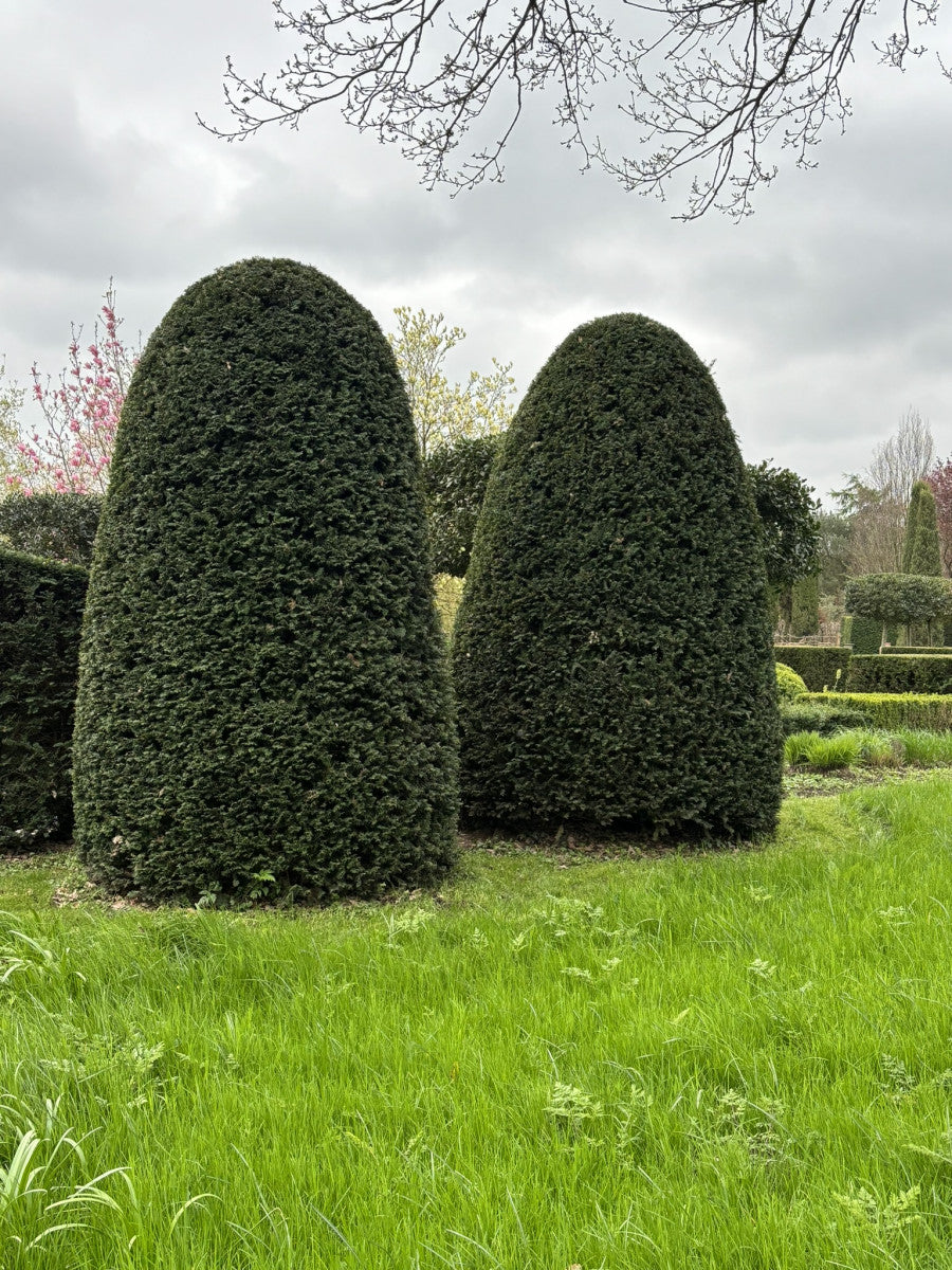 Taxus media 'Hillii' (Eibe 'Hillii')