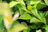 Photinia serratifolia mit Sommerbelaubung, erhältlich als: Solitär ; Einsatz: Solitärgehölz ; Pluspunkt: winterhart;;günstig mit Qualität