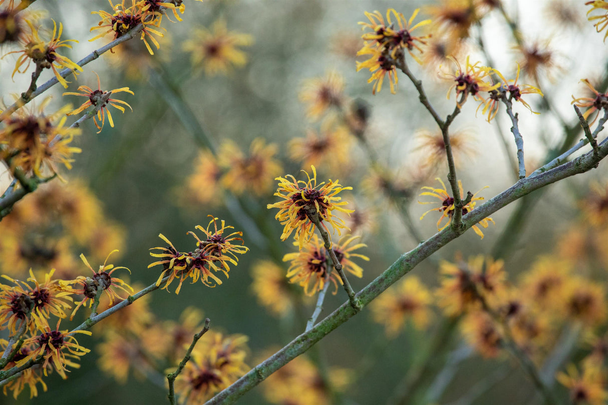 Hamamelis interm. 'Harry' , erhältlich von 40-60 bis 80-100 cm ;;ab 47,20 Euro