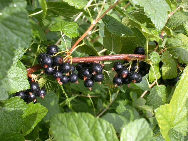 Ribes nigrum 'Veloy' mit Früchten ;;ab 17,80 Euro