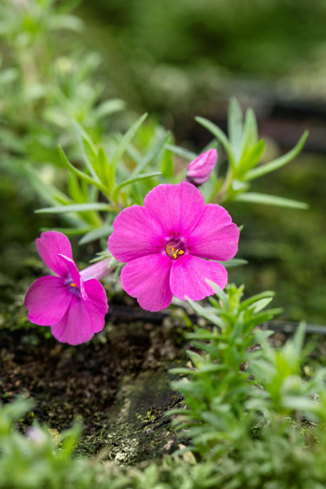 Phlox douglasii 'Red Admiral' mit Blüte ;;ab 3,85 Euro