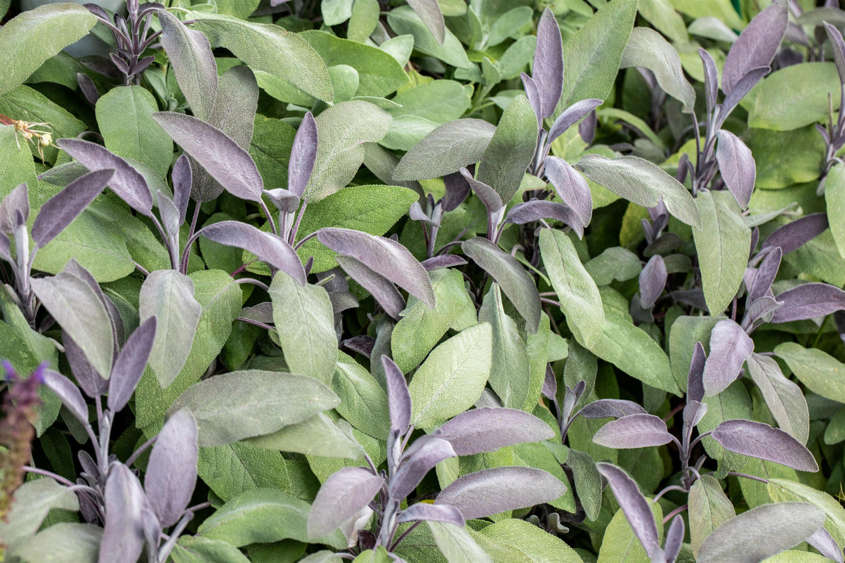 Salvia officinalis 'Purpurascens' ;;ab 4,90 Euro