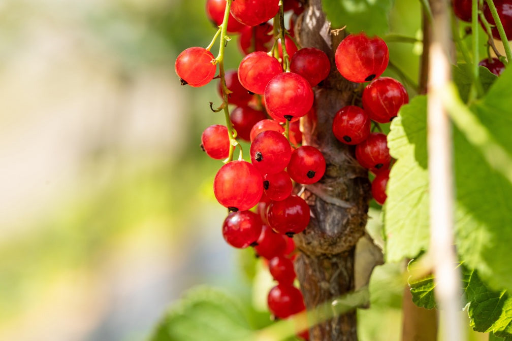 Ribes rubrum 'Jonkheer van Tets' (Johannisbeere 'Jonkheer van Tets' früh)