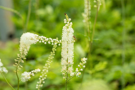 Cimicifuga simplex 'White Pearl' ;;ab 9,60 Euro