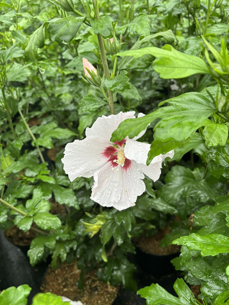 Hibiscus syriacus 'Mathilde' (Garteneibisch 'Mathilde')