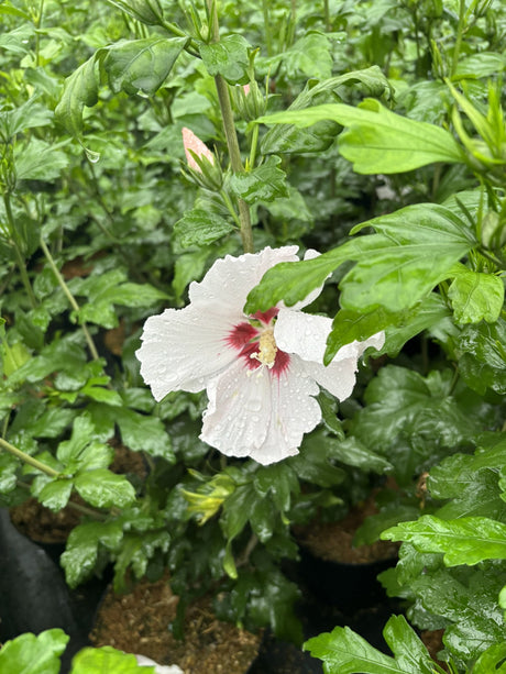 Hibiscus syriacus 'Mathilde' mit Blüte, erhältlich von 40-60 bis 80-100 cm ;;ab 24,60 Euro