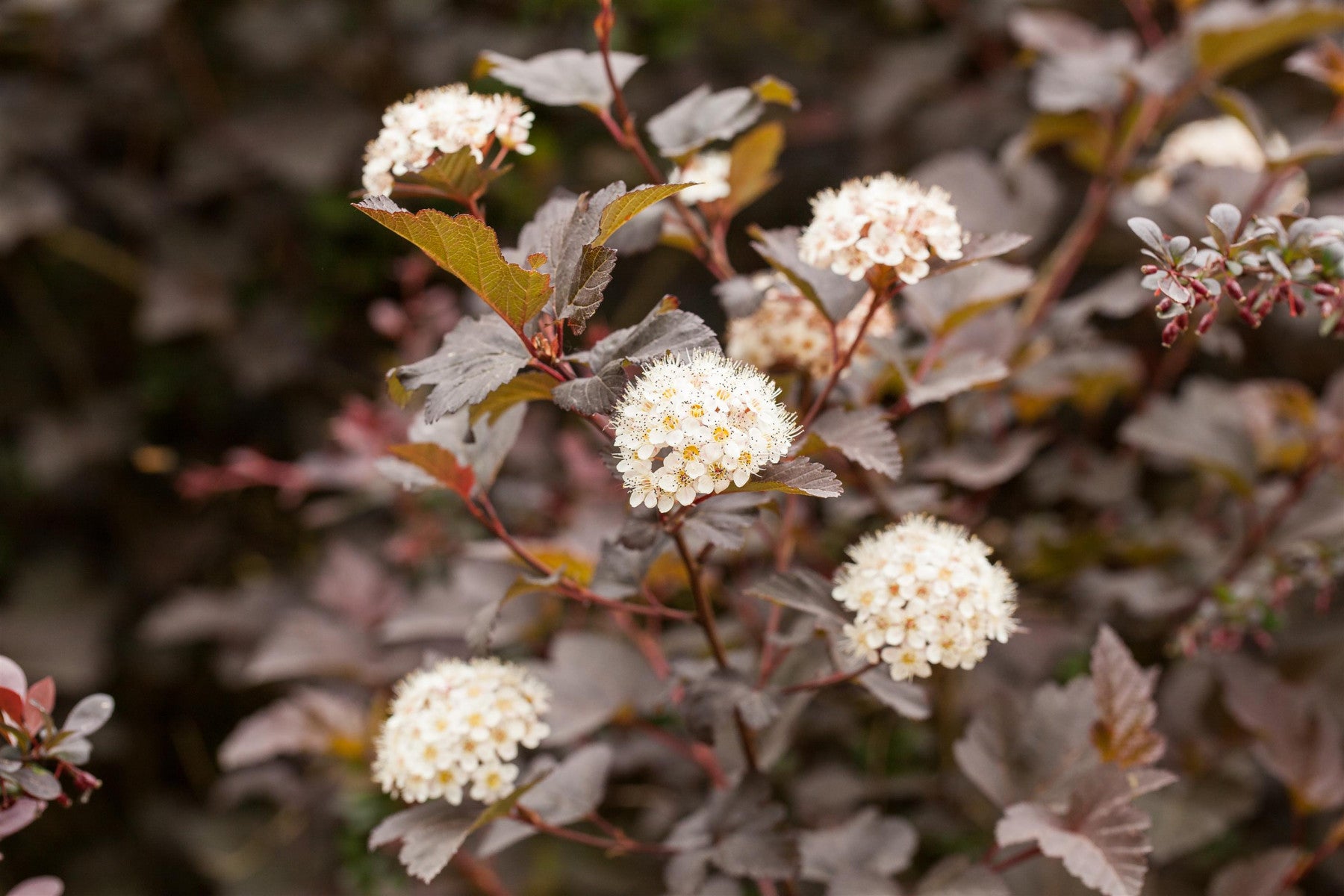 Physocarpus opulifolius 'Diabolo' (Blasenspiere 'Diabolo')