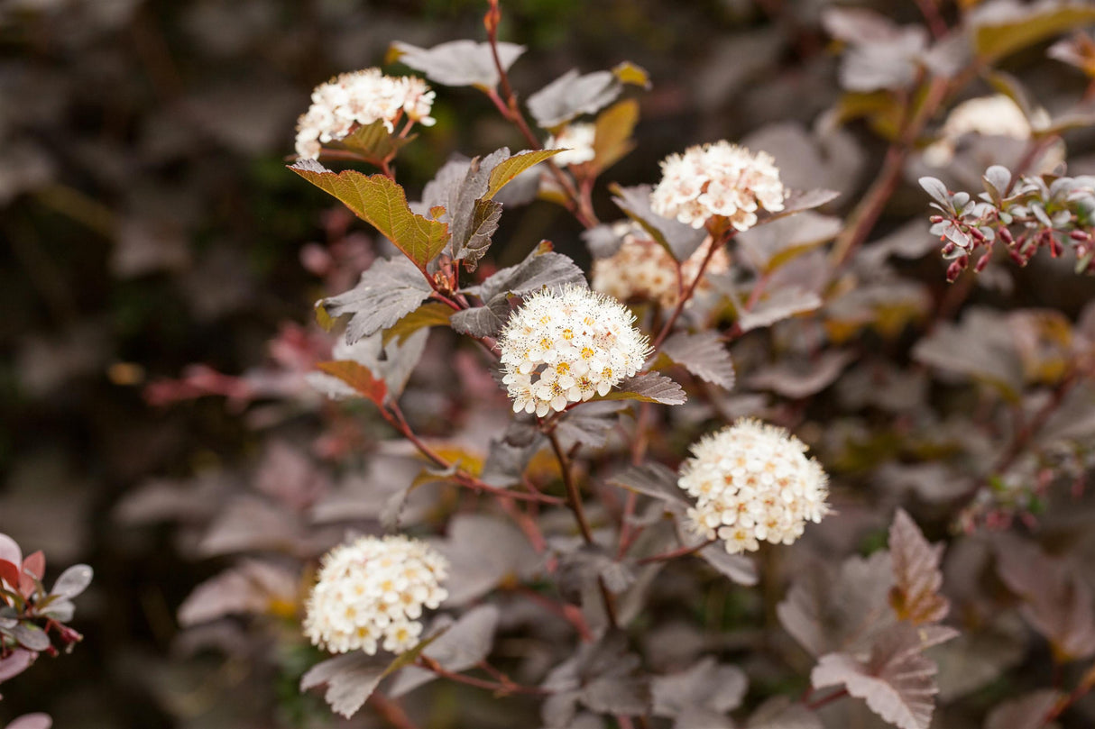 Physocarpus opulifolius 'Diabolo' mit Blüte, erhältlich von 40-60 bis 150-200 cm ;;ab 19,80 Euro