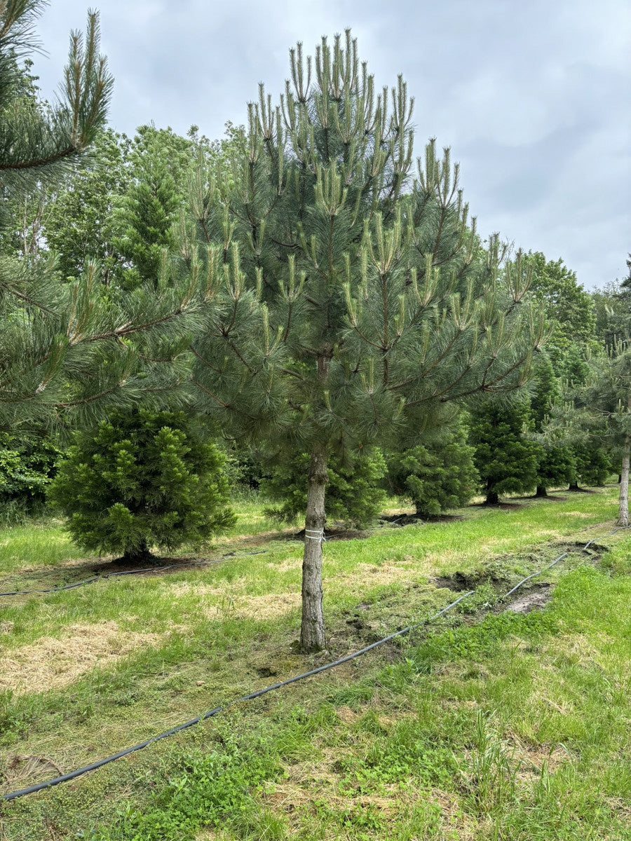 Pinus nigra ssp. nigra , erhältlich von 40-60 bis 450-650 cm ;;ab 0,60 Euro