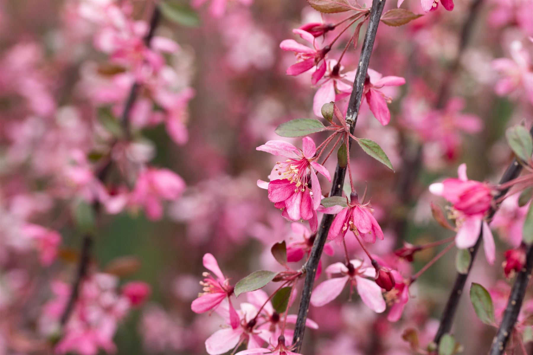 Malus 'Royal Beauty' (Zierapfel 'Royal Beauty')