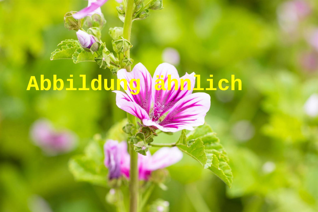 Malva sylvestris (Wilde Malve, Roßpappel)