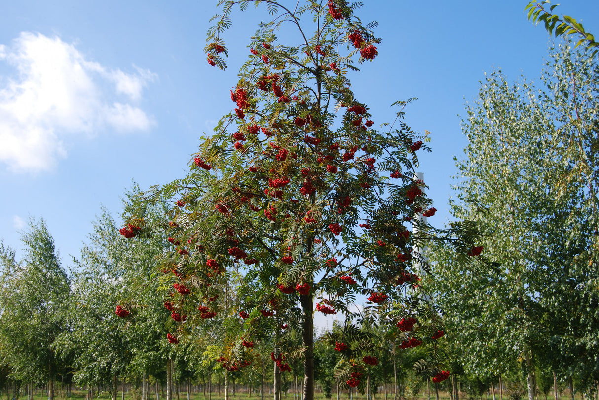 Sorbus aucuparia ;;