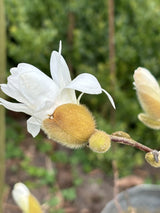 Stern-Magnolie mit Blüte, erhältlich als: Solitär ; Einsatz: Ziergehölz ; Pluspunkt: winterhart;;günstig mit Qualität