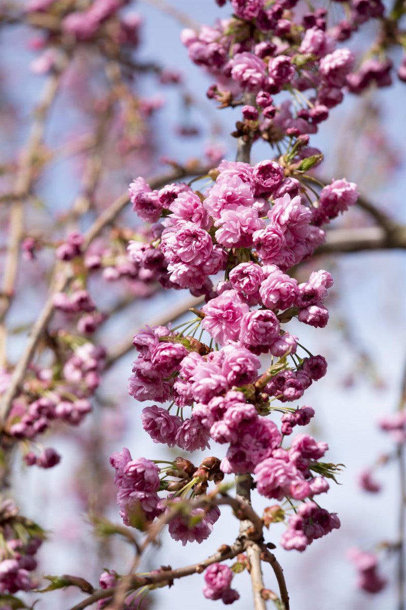 Prunus serrulata 'Kiku-shidare-zakura' mit Blüte, erhältlich von 60-100 bis 450-650 cm ;;ab 16,60 Euro