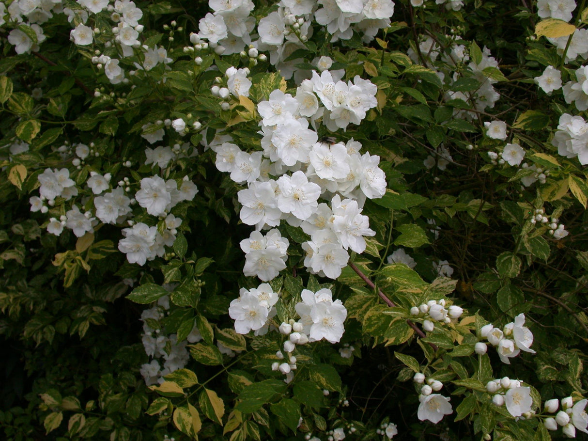 sommerjasmin ; Pluspunkt: anspruchslos;;mit zeitnaher Lieferung