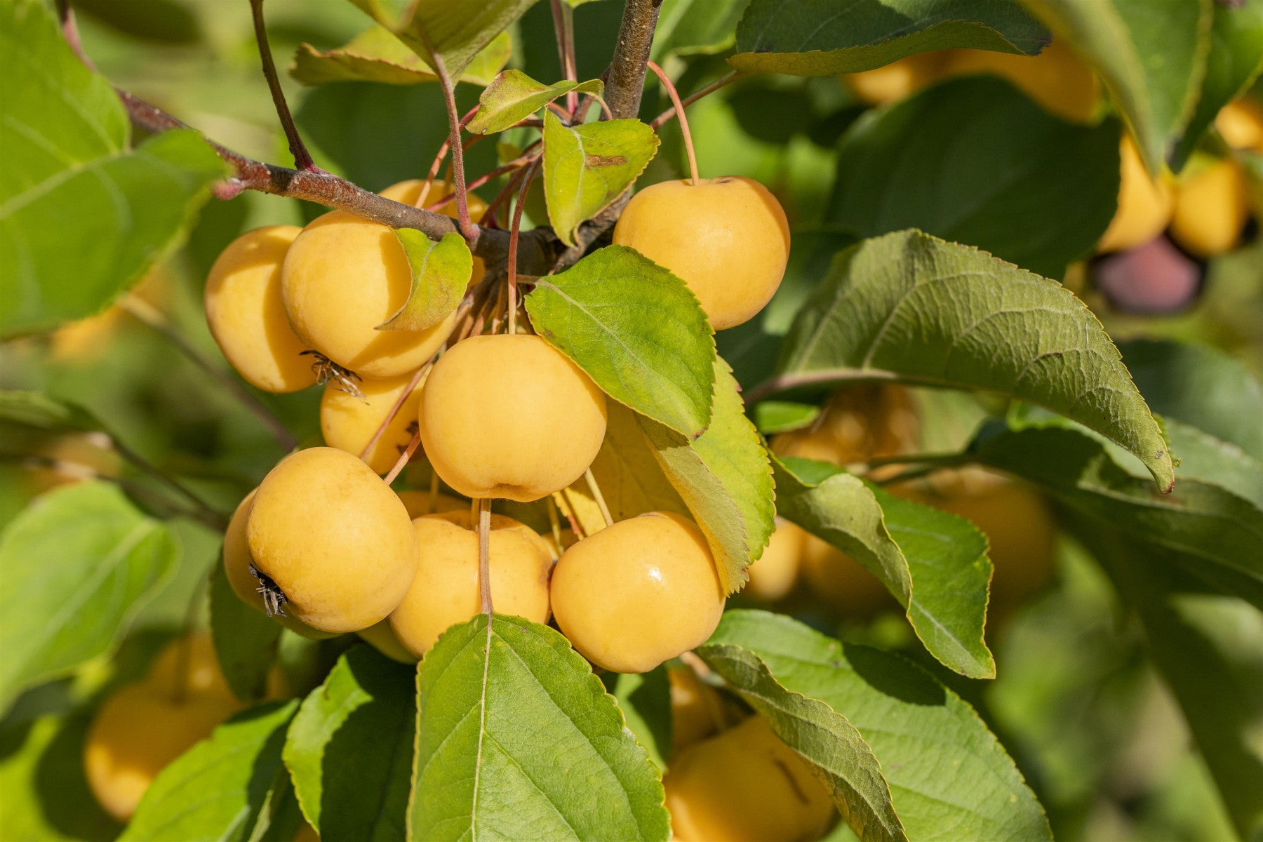 Malus 'Wintergold' (Zierapfel 'Wintergold')