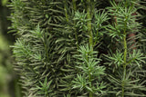 Taxus baccata 'Fastigiata Robusta' mit Belaubung ;;