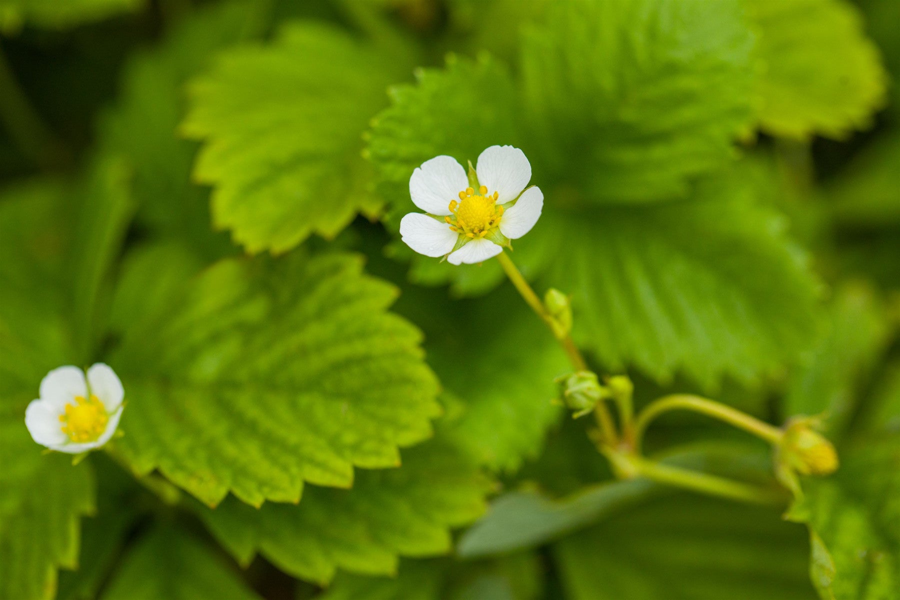 Fragaria vesca var. semperfl. 'Rügen' (Garten-Monats-Erdbeere)