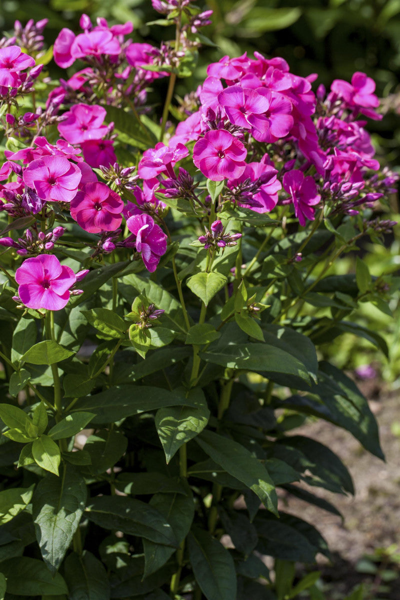 Phlox paniculata (Hohe Flammenblume)