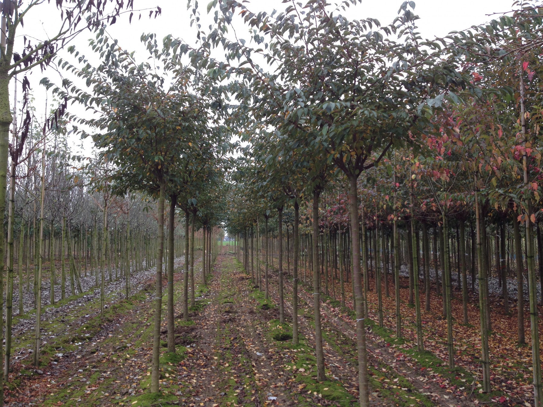 Prunus serrulata 'Kanzan' (Japan. Nelkenkirsche 'Kanzan')