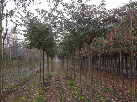 Prunus serrulata 'Kanzan' , erhältlich von 60-100 bis 450-650 cm ;;ab 16,60 Euro