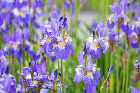 Iris sibirica mit Blüte ;;ab 4,10 Euro