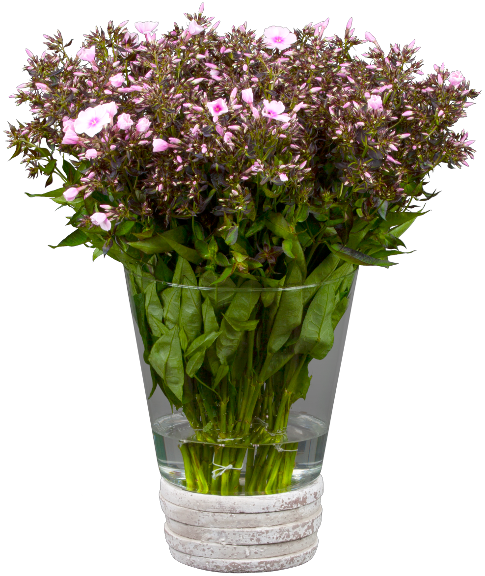 Phlox divaricata ;;ab 4,95 Euro