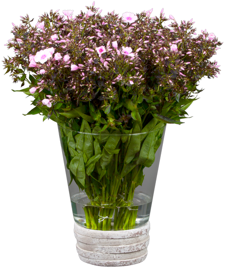 Phlox divaricata ;;ab 4,95 Euro