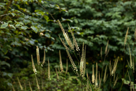 Cimicifuga racemosa var. cordifolia ;;ab 8,80 Euro