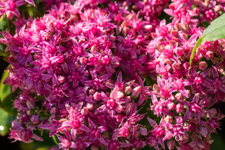 Sedum spectabile 'Carl' mit Blüte ;;ab 4,15 Euro