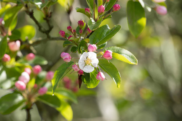 Malus sylvestris mit Blüte, erhältlich von 40-70 bis 450-650 cm ;;ab 1,95 Euro