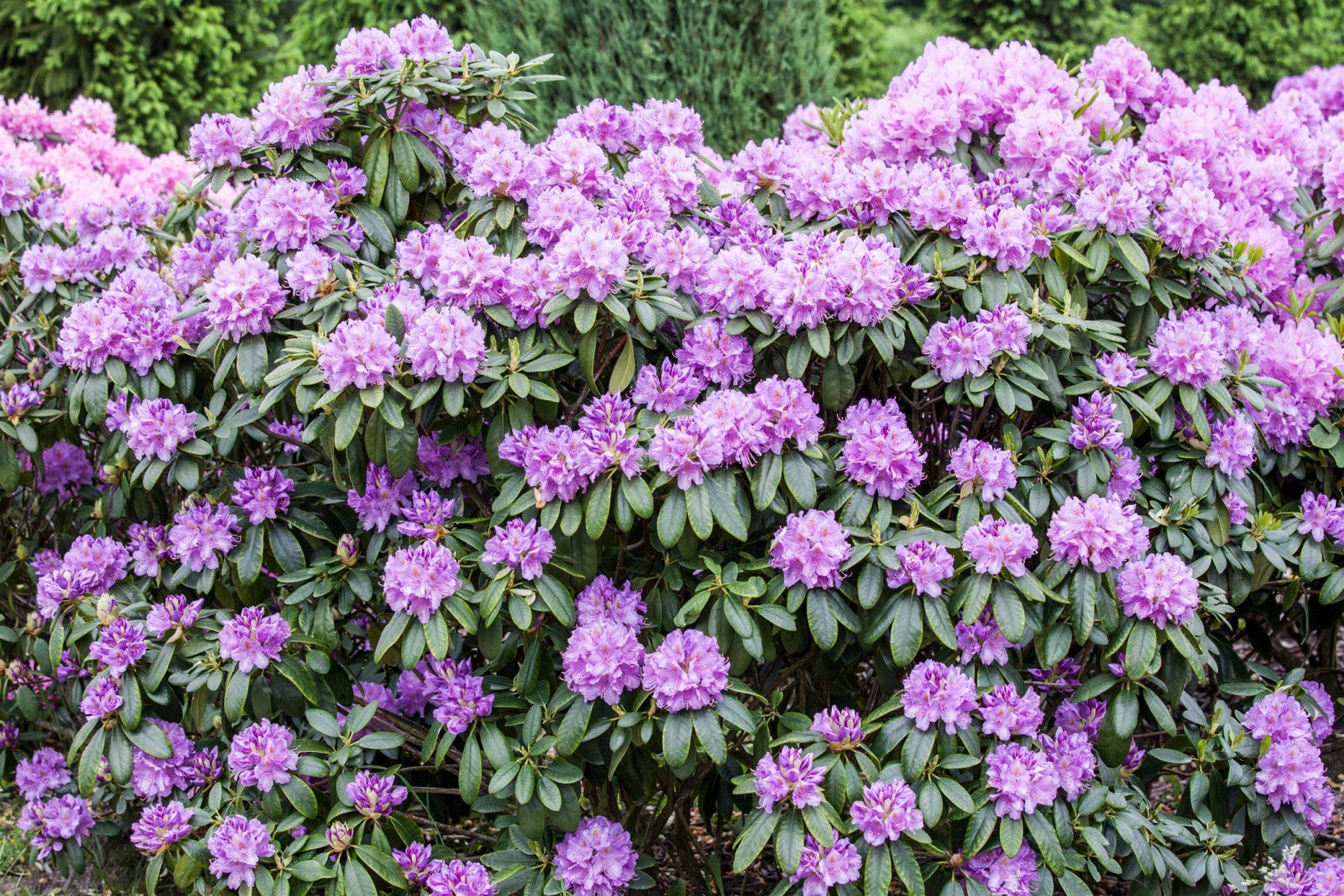 Rhododendron Hybr. 'Catawb. Grandiflorum' (Rhododendron-Hybride 'Catawb. Grandiflorum')