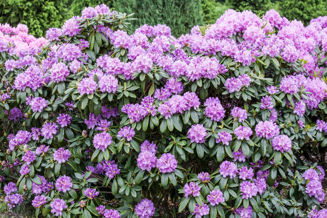 Rhododendron Hybr. 'Catawb. Grandiflorum' mit Blüte, erhältlich von 25-30 bis 90-100 cm ;;ab 23,40 Euro