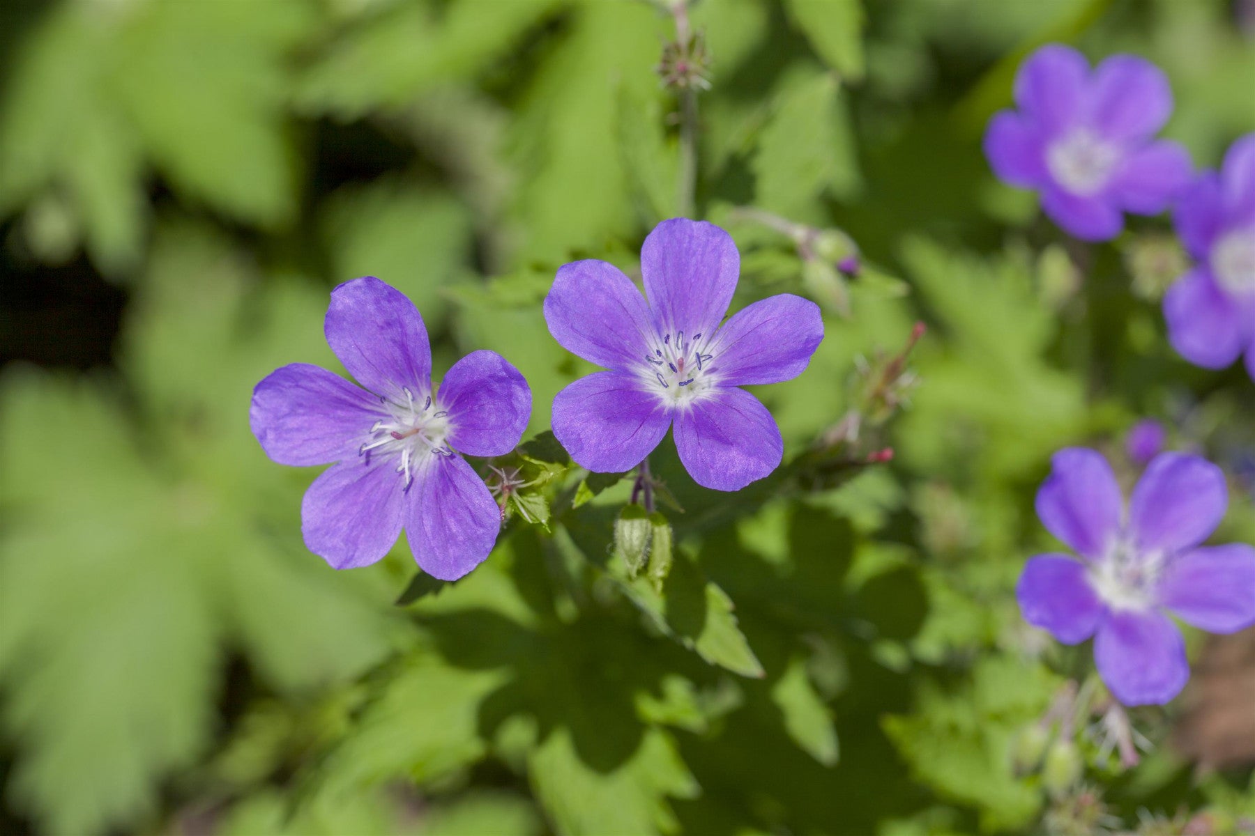 Geranium sylvaticum 'Mayflower' (Garten-Storchschnabel)