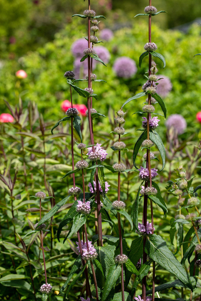 Phlomis tuberosa 'Amazone' (Garten-Knollen-Brandkraut)