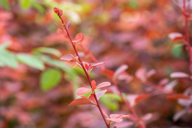 Berberis ottawensis 'Superba' mit Belaubung, erhältlich von 40-60 bis 125-150 cm ;;ab 13,70 Euro