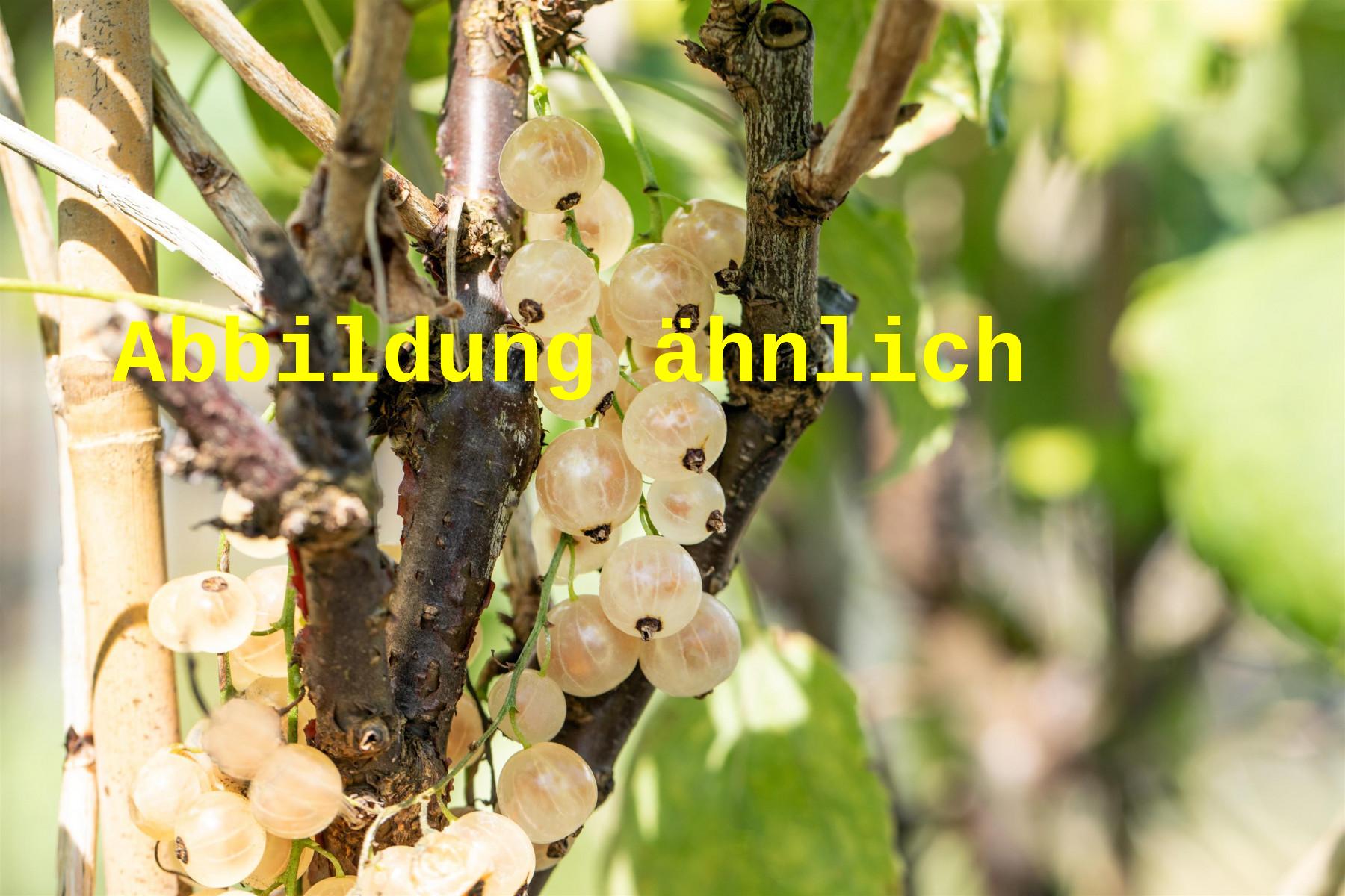 Ribes sativum 'Weiße Langtraubige' (Johannisbeere 'Weiße Langtraubige')