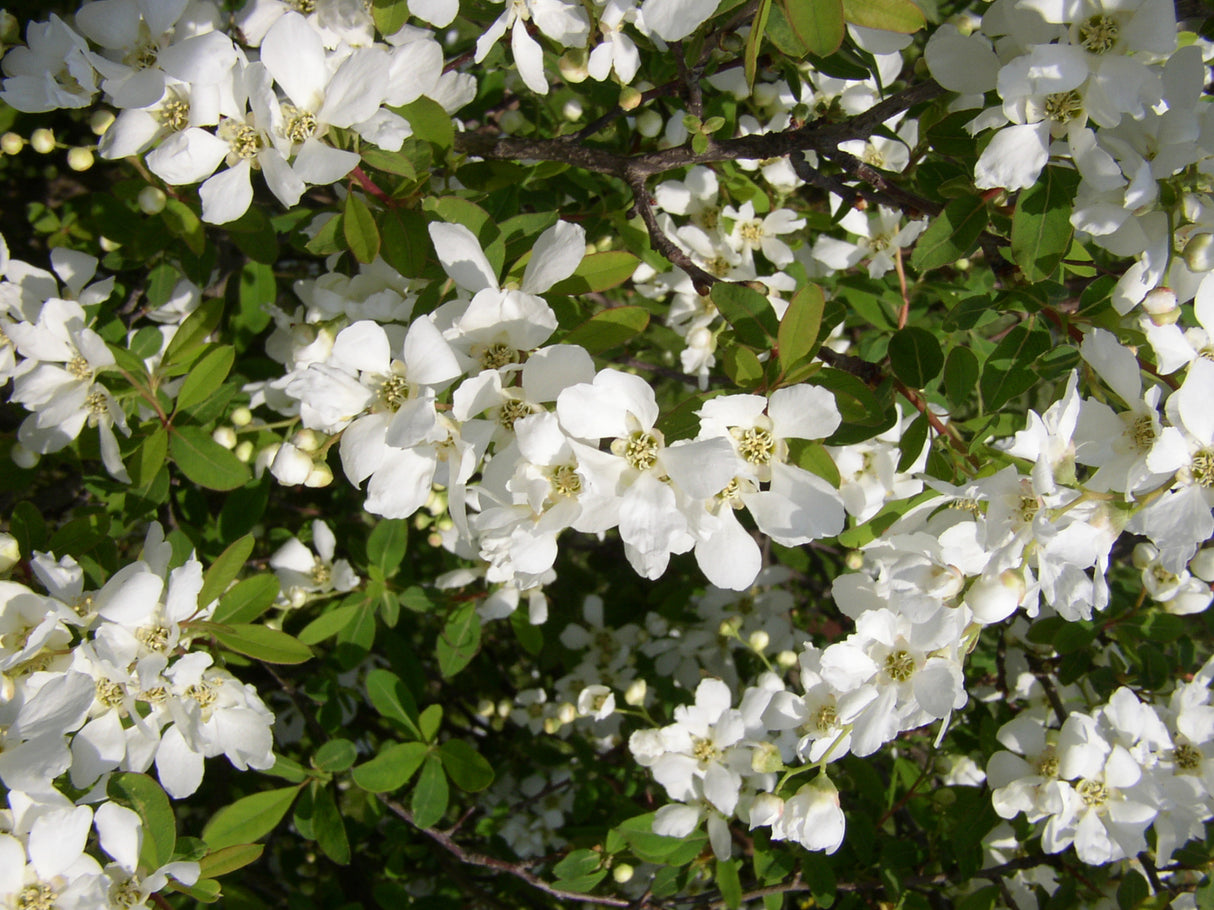 Exochorda macrantha 'The Bride' mit Blüte, erhältlich von 40-60 bis 80-100 cm ;;ab 16,40 Euro