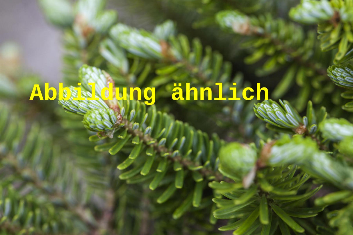 Abies koreana 'Sämling' (Koreatanne 'Sämling')