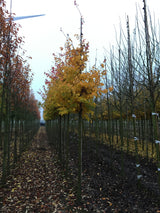 Persischer Eisenholzbaum mit Herbstlaub, erhältlich als: Solitär, Hochstamm ; Einsatz: Alleenbaum ; Pluspunkt: herbstfärbung;;günstig mit Qualität