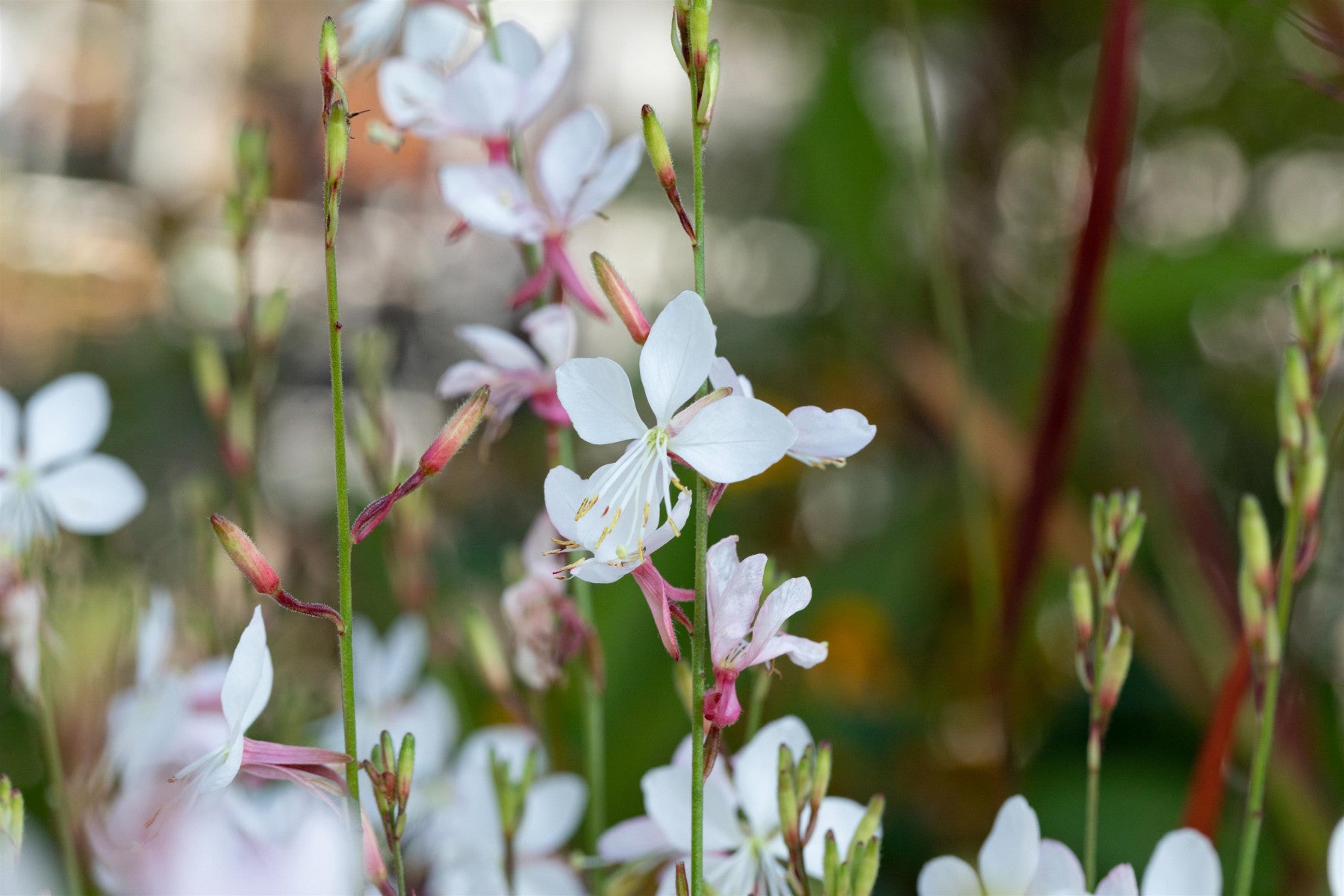 Gaura lindheimerii 'Short Form' (Garten-Prachtkerze)