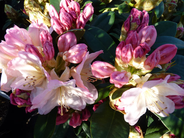 Rhododendron yak. 'Percy Wiseman' , erhältlich von 90-100 bis 90-100 cm ;;ab 43,60 Euro